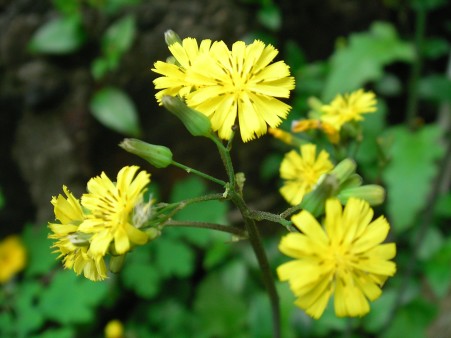 タンポポ？のような黄色い花の雑草