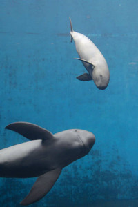 鳥羽水族館　赤ちゃんスナメリ