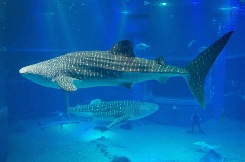 海遊館のジンベイザメ「天ちゃん」