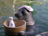 20101130アザラシ入浴.jpg 箱根水族館のビリー