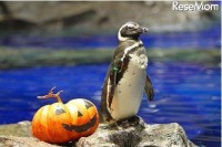 すみだ水族館　ハロウィン　ペンギン