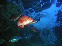 水族館20070628047.JPG