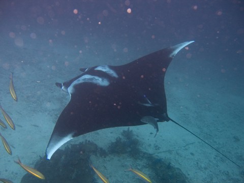 wiki_Manta_birostris-Thailand3.jpg　マンタ