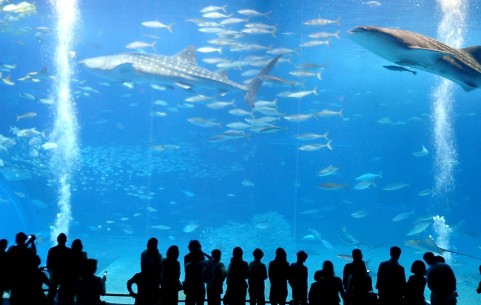 wiki_Okinawa_Churaumi_Aquarium.jpg　沖縄美ら海水族館　黒潮の海