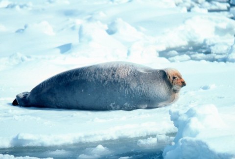 wiki_agohige_Bearded_Seal.jpg　アゴヒゲアザラシ