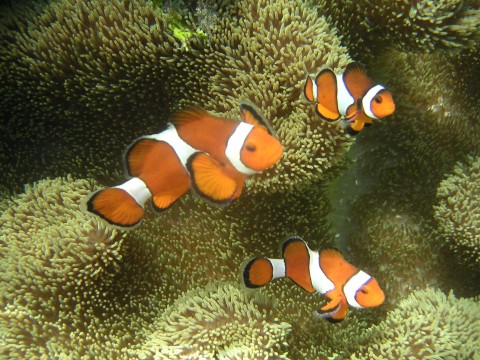 wiki_kakure_Ocellaris_clownfish.JPG　カクレクマノミ