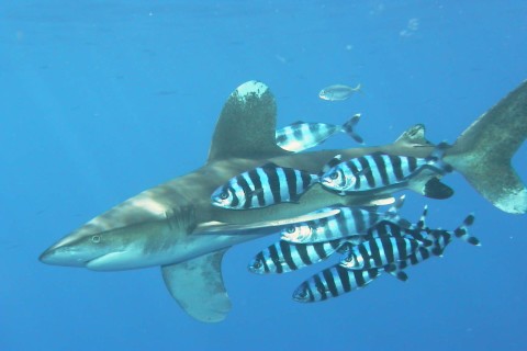 wiki_yogore_same_Carcharhinus_longimanus_1.jpg　ヨゴレ（サメ）