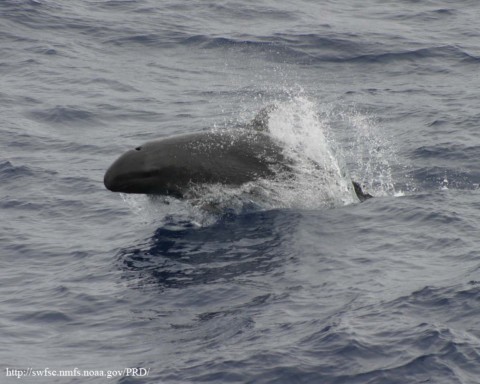 wikipedia_False_killer_whale　オキゴンドウ