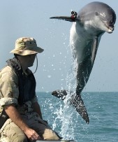 dolphin_with_locator.軍の訓練を受けるイルカ