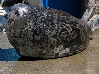 wiki_wamon_Ringed_Seal.jpg　ワモンアザラシ